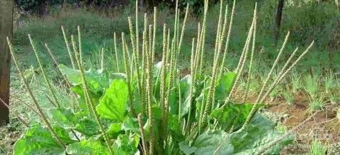 بارهنگ plantago major