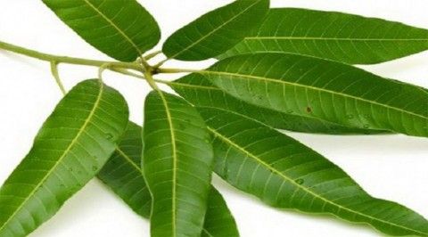 برگ بو Laurus nobilis))